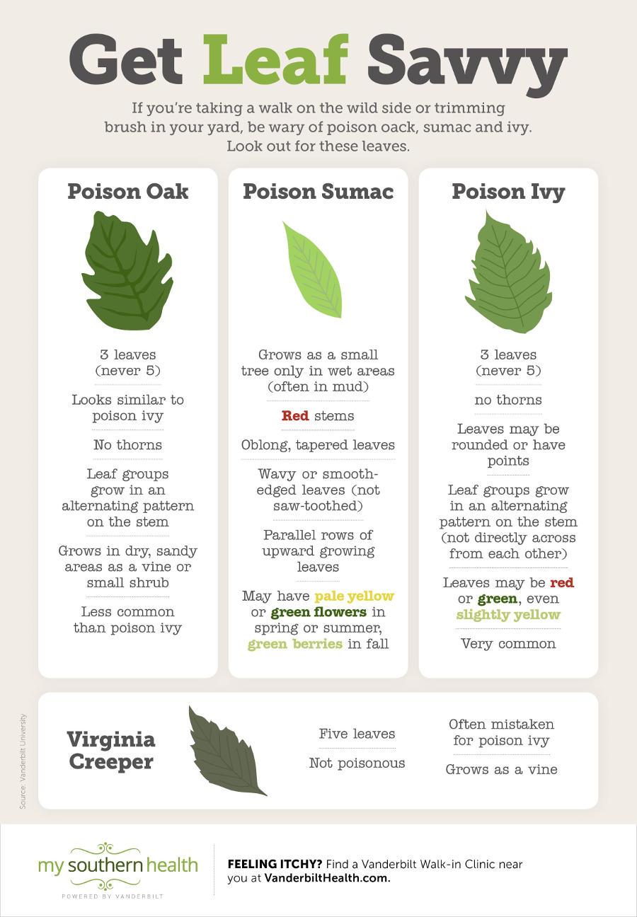 Facts About Poison Plants (Ivy, Sumac, Oak) - Splatsin